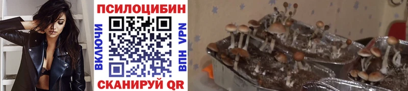 Купить  Дагестанские Огни  Псилоцибиновые грибы мухоморы 